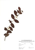 藏品(金絲桃)的圖片